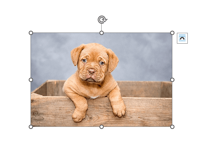 Image selected in Microsoft Word showing resize handles