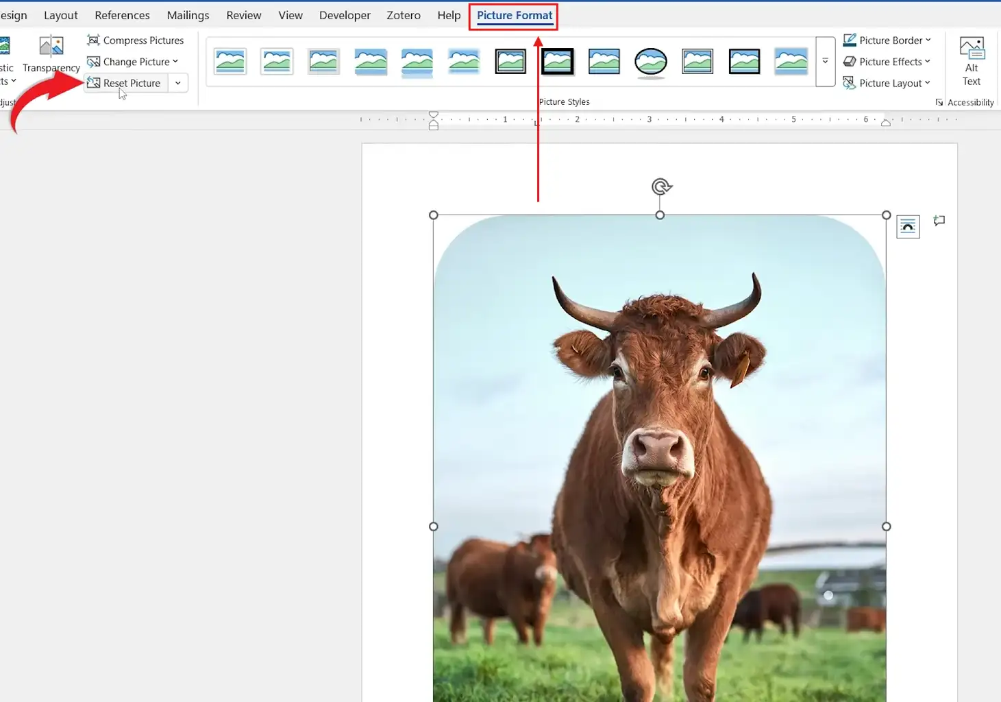 Word Picture Format tab showing Reset Picture after you add rounded corners to picture in Word