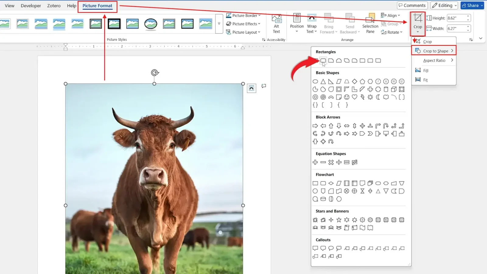Word Crop to Shape menu showing Rounded Rectangle to add rounded corners to picture in Word
