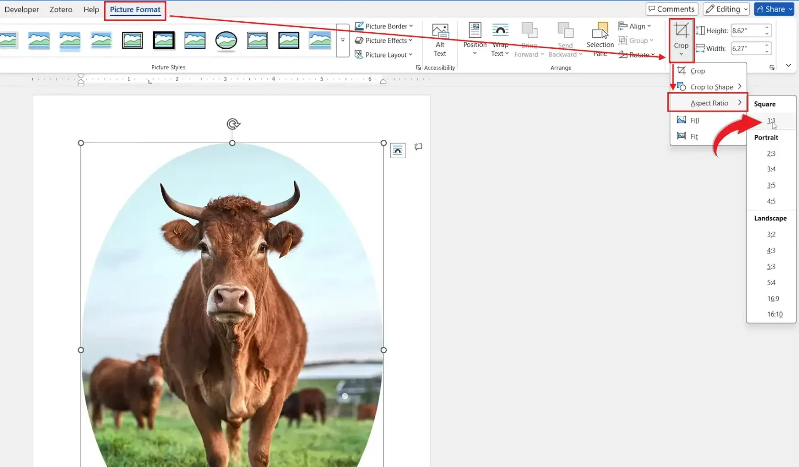 Word Crop menu showing 1:1 Aspect Ratio to crop a picture into a circle in Word