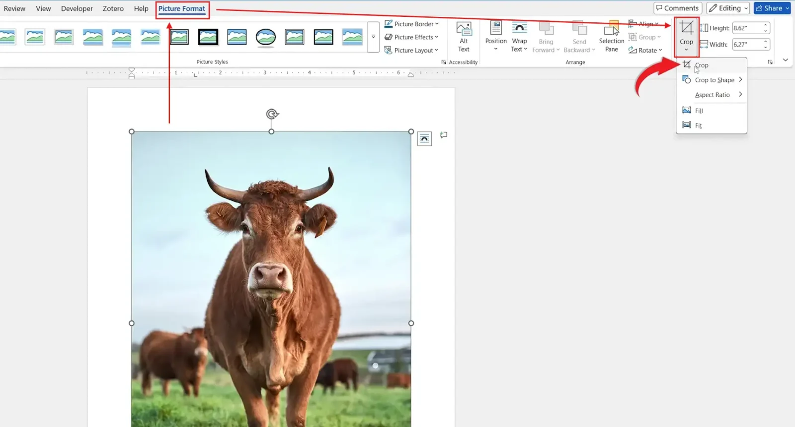 Crop an image in Word using the Picture Format Crop menu