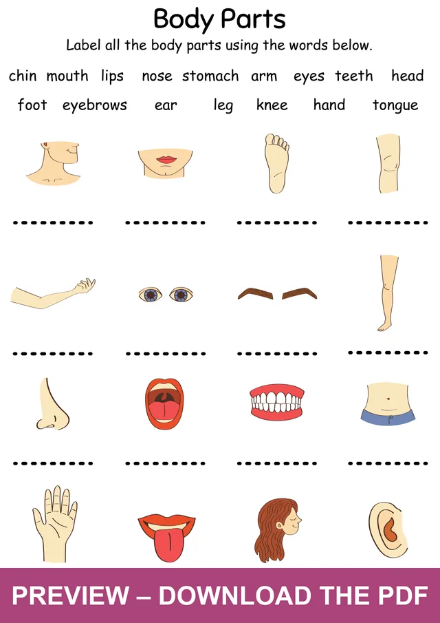 Watermarked preview of the body parts worksheet